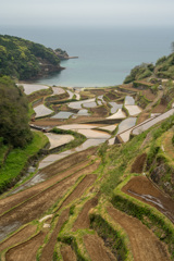 浜野浦の棚田