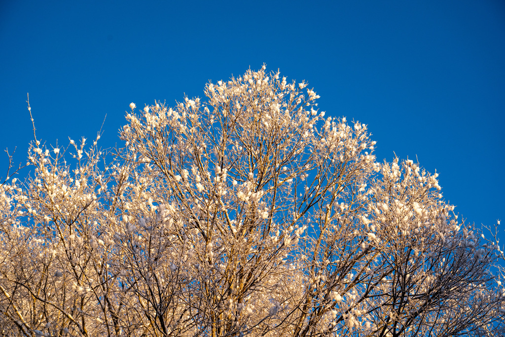 雪花