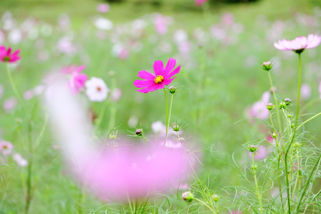 秋桜（５）
