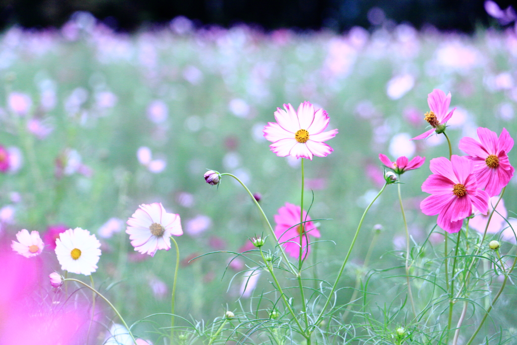 秋桜（４）