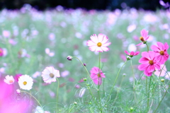 秋桜（４）