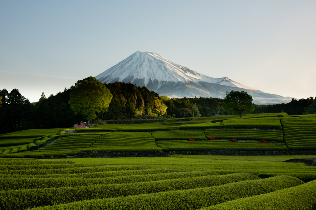 一年前の思い出「茶畑」