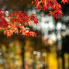光るモミジ葉