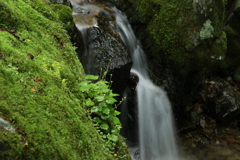 苔と滝