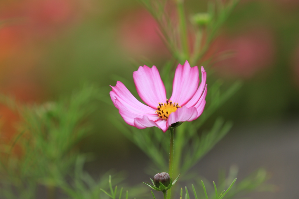 秋の花