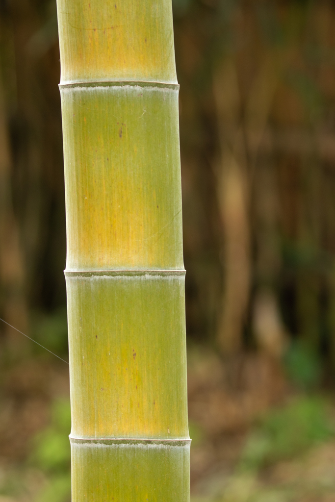 孟宗竹