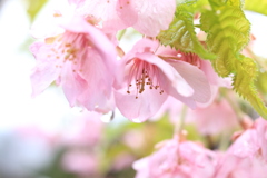 河津桜