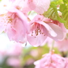 河津桜
