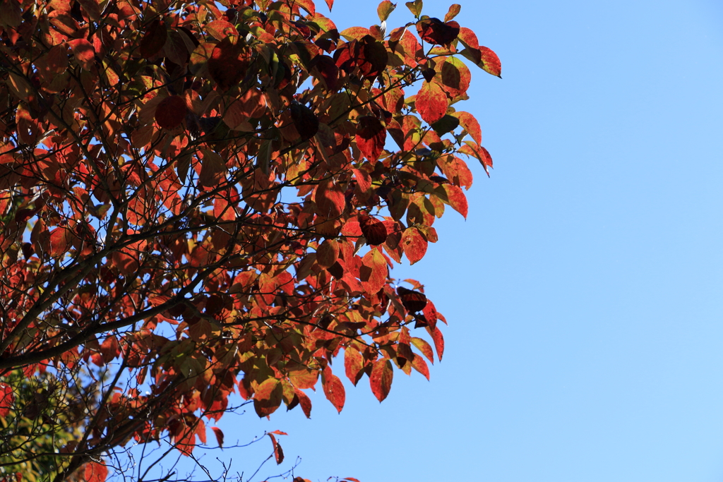 色づく葉
