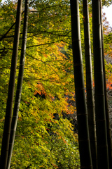 竹越の秋