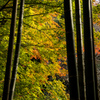 竹越の秋