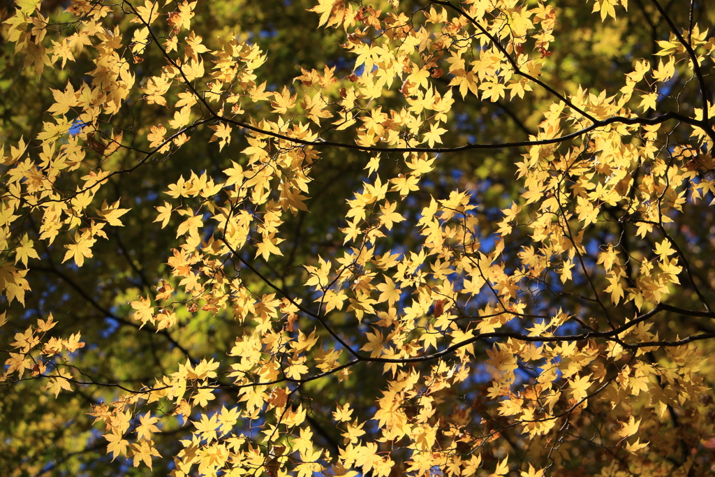 黄もみじ