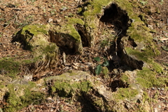 苔むす切り株