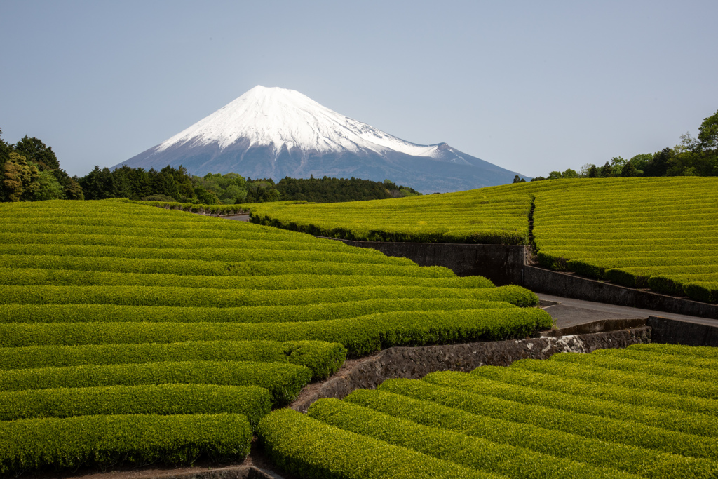 茶富士