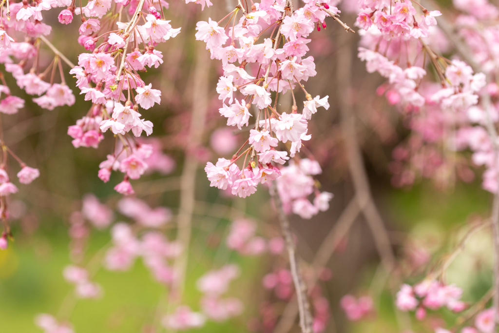 しだれ桜