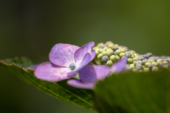 紫陽花