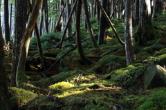 苔の森
