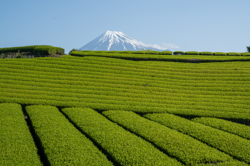 茶摘み