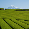 茶摘み