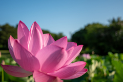 朝咲く花