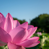 朝咲く花