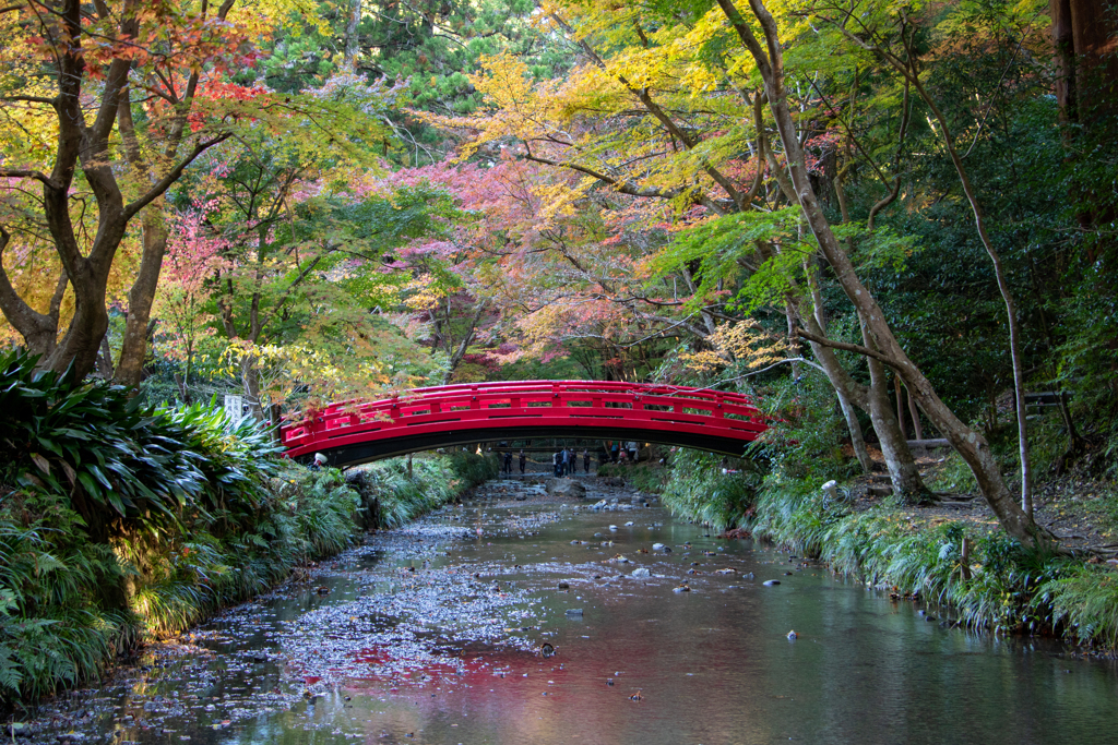 彩り橋