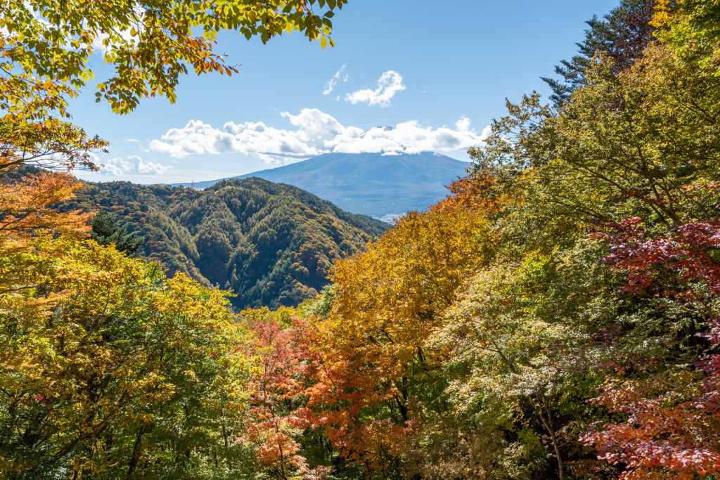 富士には月見草がよく似合ふ