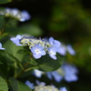 紫陽花