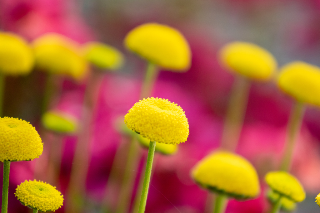 花ほたる