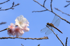 トンボと桜