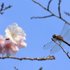 トンボと桜