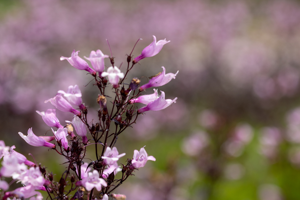 紫花