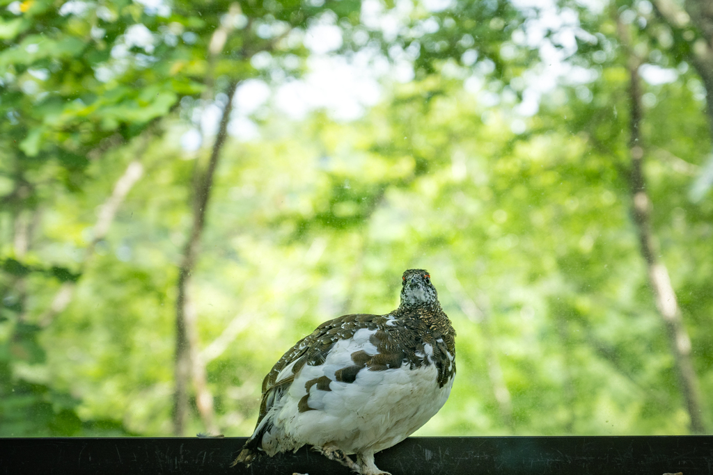 ライチョウ