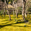 苔庭の草庵