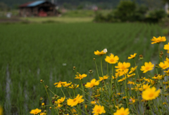 田園