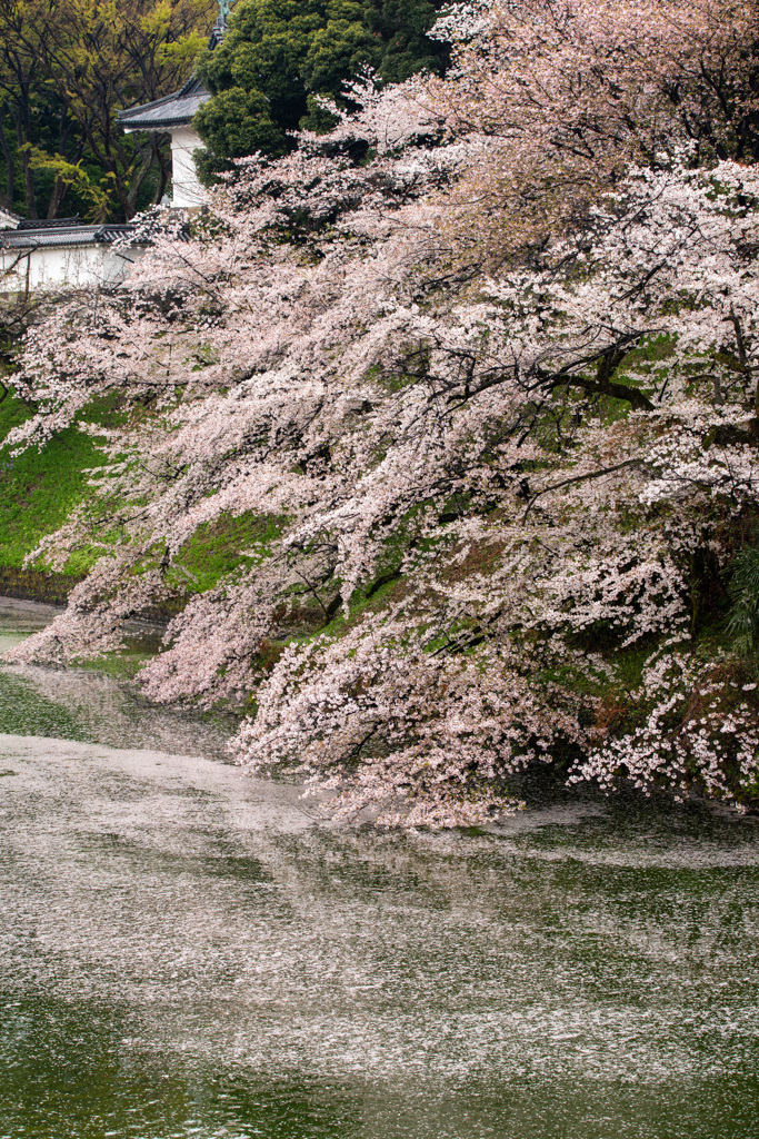 花の宴