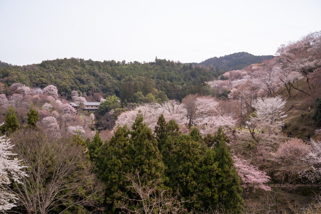 吉野下の千本