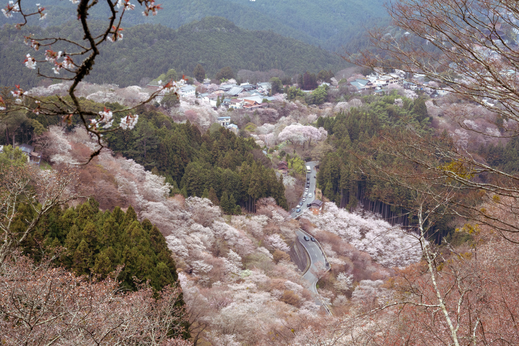 吉野桜中の千本①