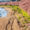 河津川