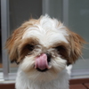 犬