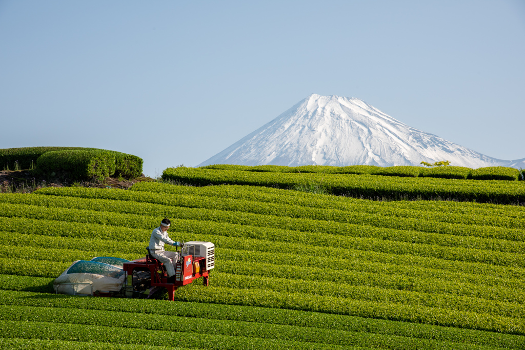 茶摘み