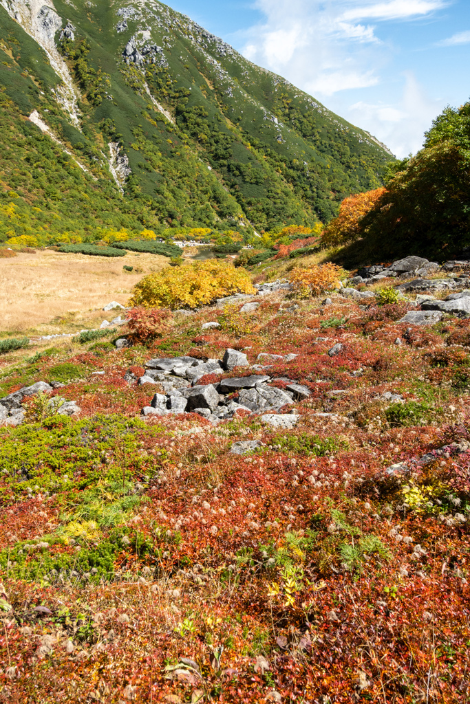 草紅葉