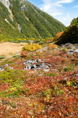 草紅葉