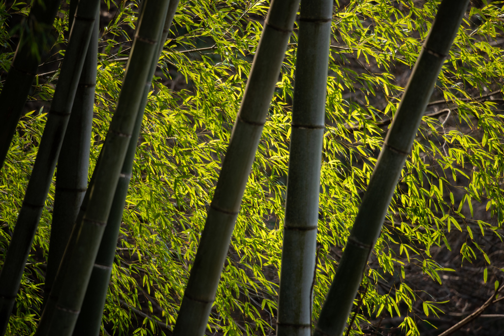 竹の葉