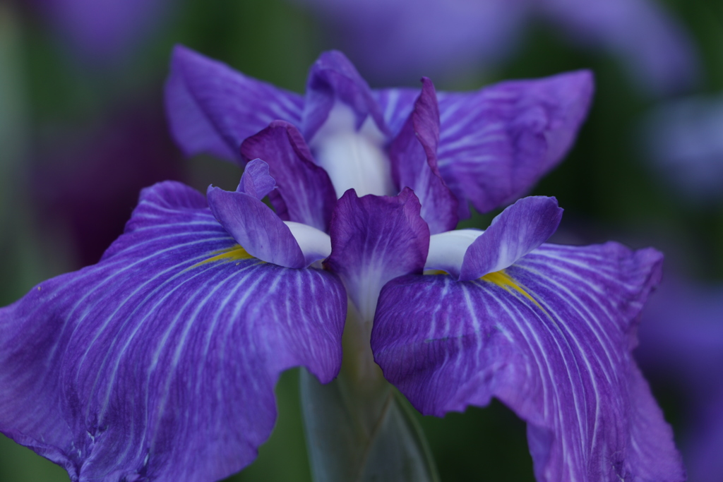 花菖蒲 紫