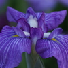 花菖蒲 紫