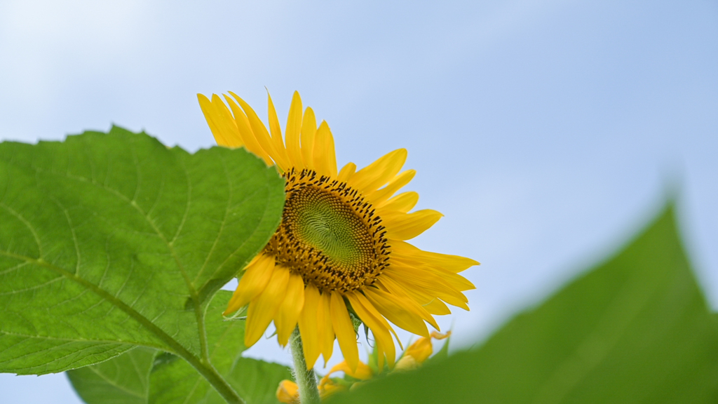 夏来たる
