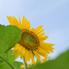 夏来たる