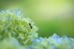 紫陽花