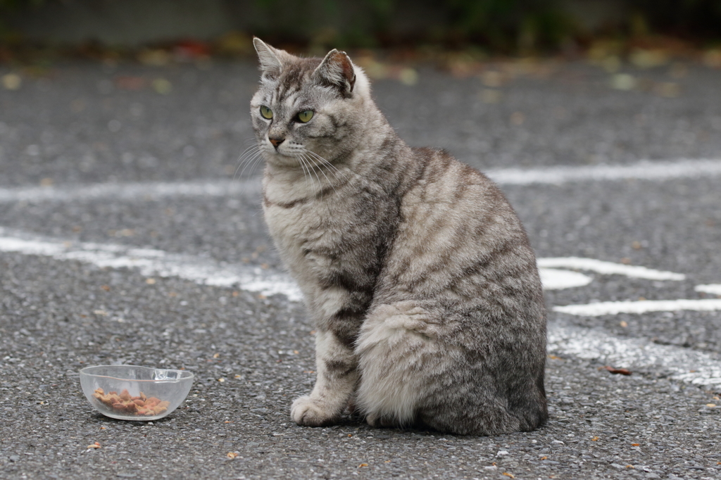 のら_すまし顔